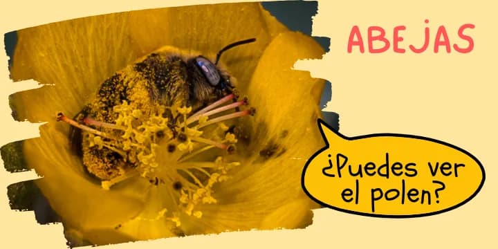 Abejas polinizando flores nativas