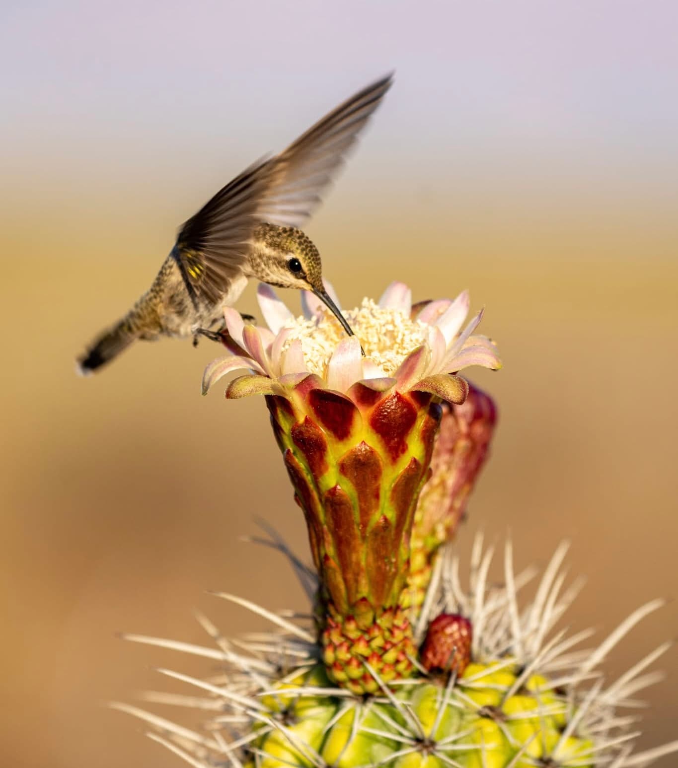 Colibrí alimentándose de flor de cactus - Plantas nativas del desierto de Sonora